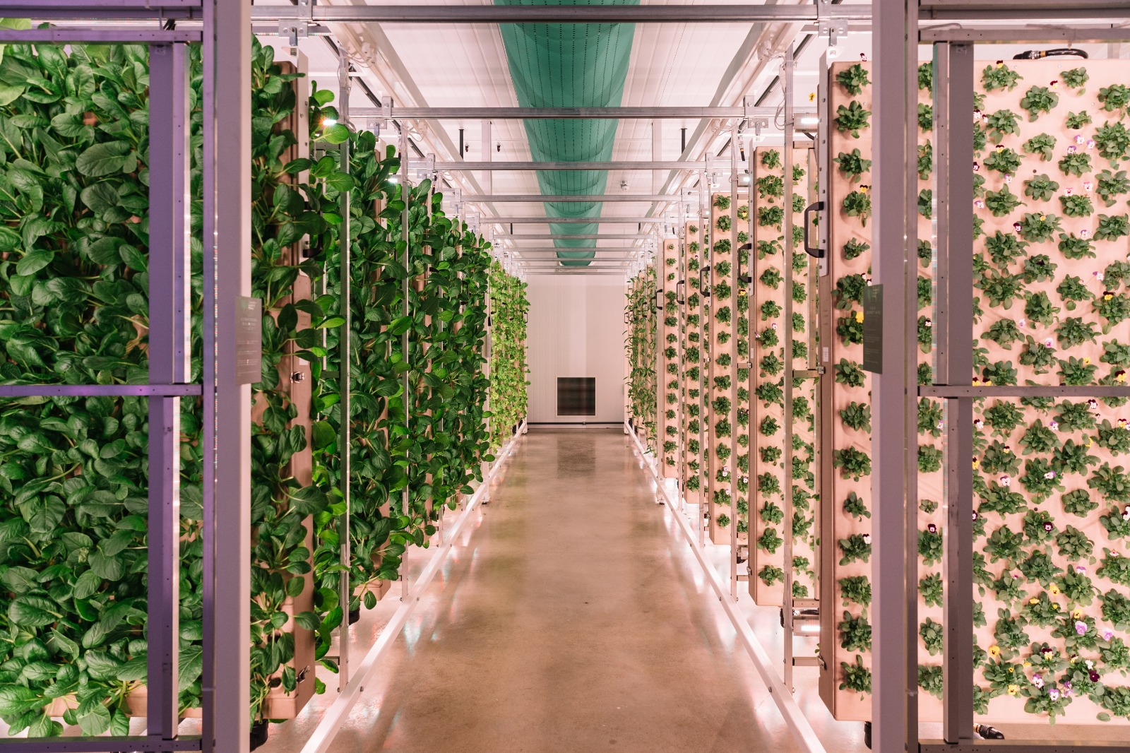 Innovation Agritech Group Launches Revolutionary New Vertical Farming Technology, the GrowFrame™ 360